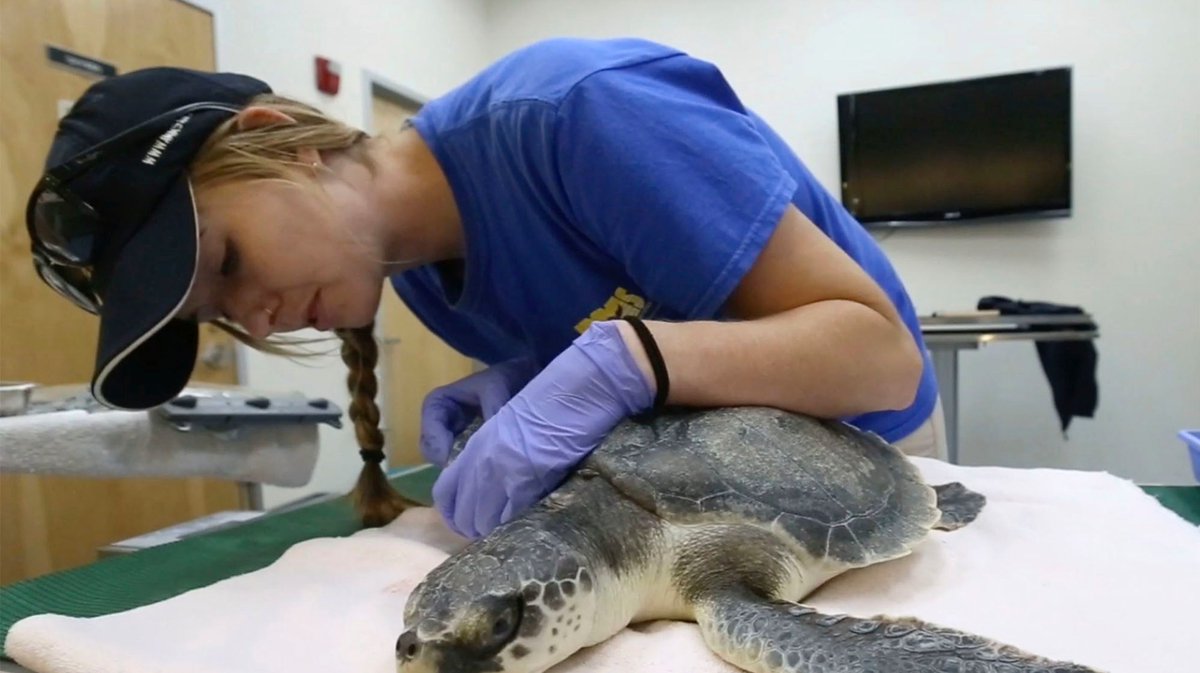 From 2010 oil spill to now, Mississippi marine group has been saving endangered sea turtles bit.ly/2DricOf