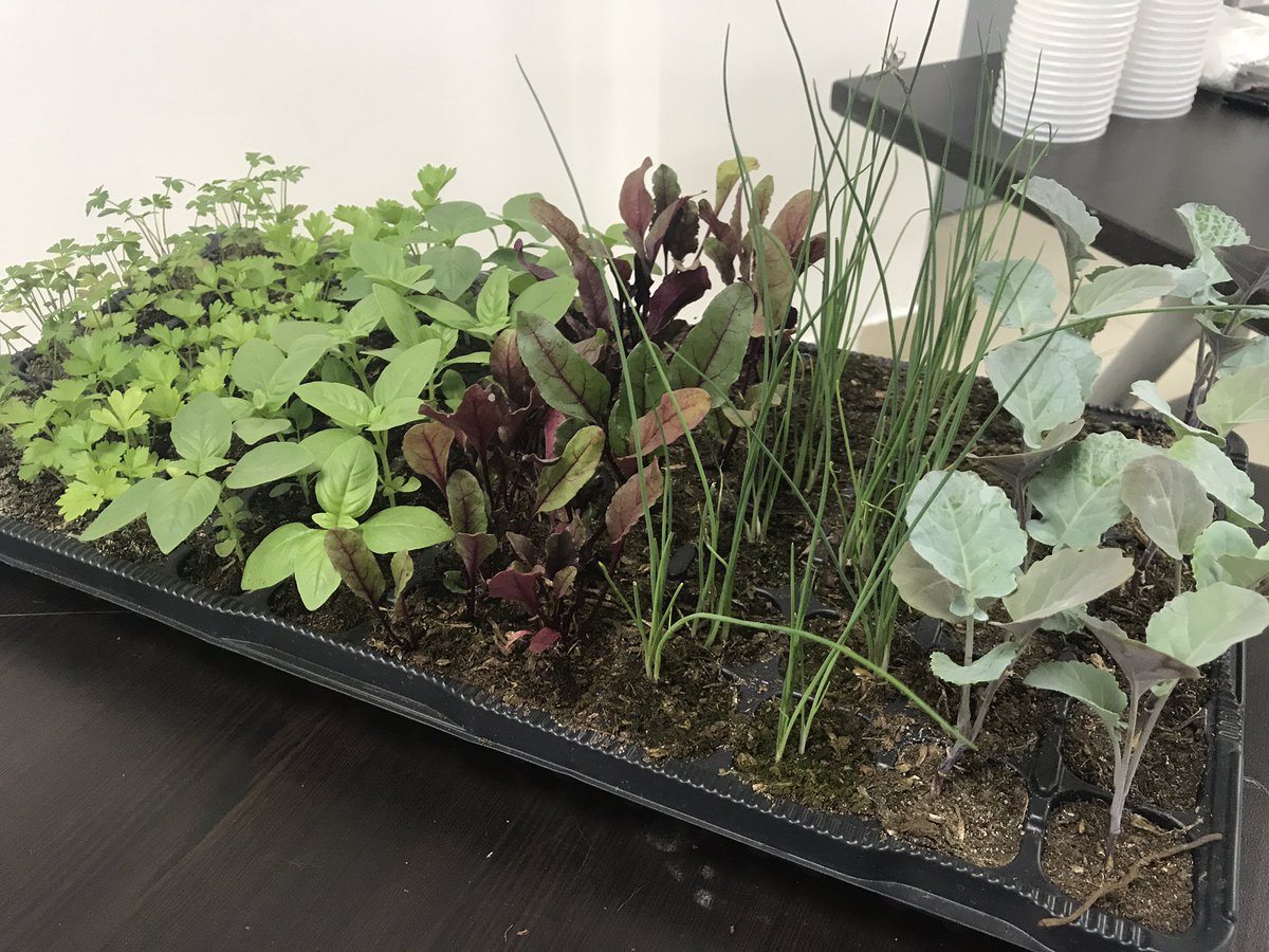 i_emprendedores's tweet photo. Fernando Aguilar, ingeniero agrónomo, lidera el taller de producción de biohuertos en el marco del proyecto #HealthyTeacher. #Biohuertos #ModoUSIL #IEUSIL https://t.co/hRcAcmL1Ze