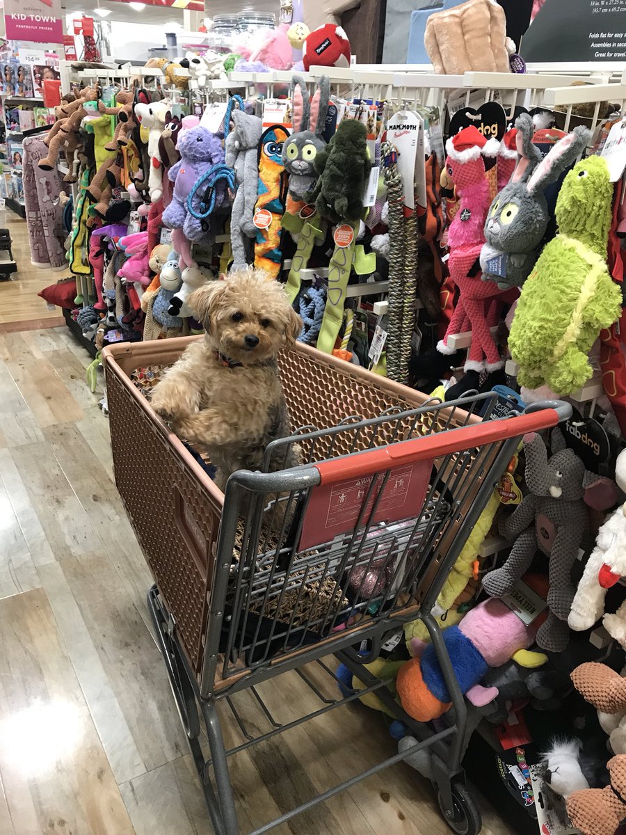 HannahBowers6's tweet photo. @HomeGoods has the best pet toys!! https://t.co/1kGPRQFUHA
