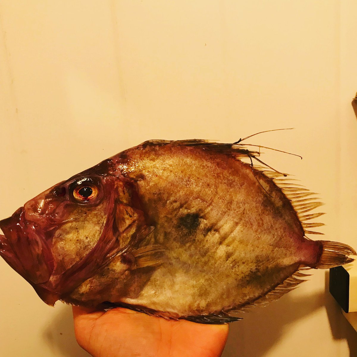 This beauty just landed in #johndory #localseafood #irishseafood #lovelocal #LouthChat