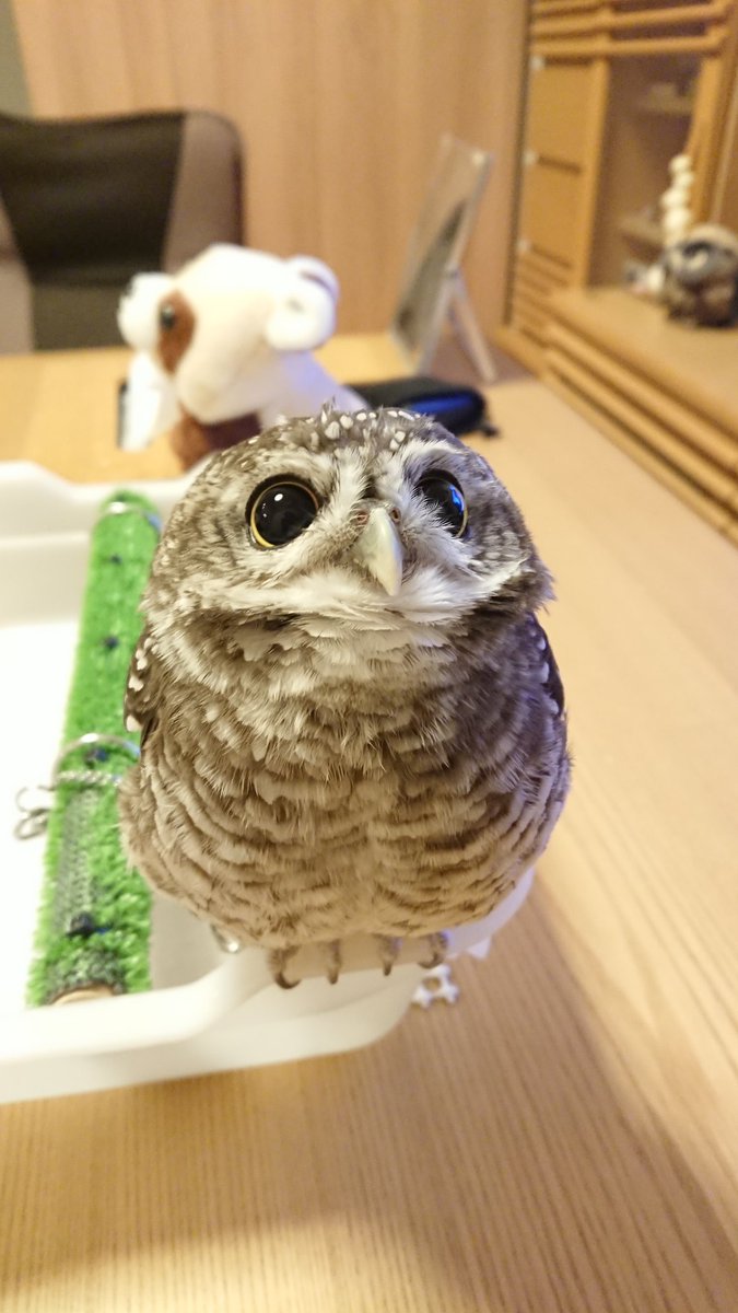 すず ちびフクロウ 朝起きてケージの中では普通の目だけど 出してしばらくしたら黒目ちゃんになるんだよね 朝ごはんくだしゃい V てんチャン インドコキンメ インドコキンメフクロウ すず ちびフクロウ 朝起きてケージの中では普通の目だけど 出してしばらくしたら黒目ちゃんになるんだよね 朝ごはんくだしゃい V てんチャン インドコキンメ インドコキンメフクロウ