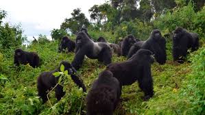 Conservationco5's tweet photo. The #IUCN have this week reclassified mountain #gorillas from critically endangered to endangered 🦍.  Populations of #mountaingorilla have almost doubled since 2008 with continuous #conservation efforts! #wildlife #biodiversity #EBE2018 https://t.co/5o2hqb5Fw2