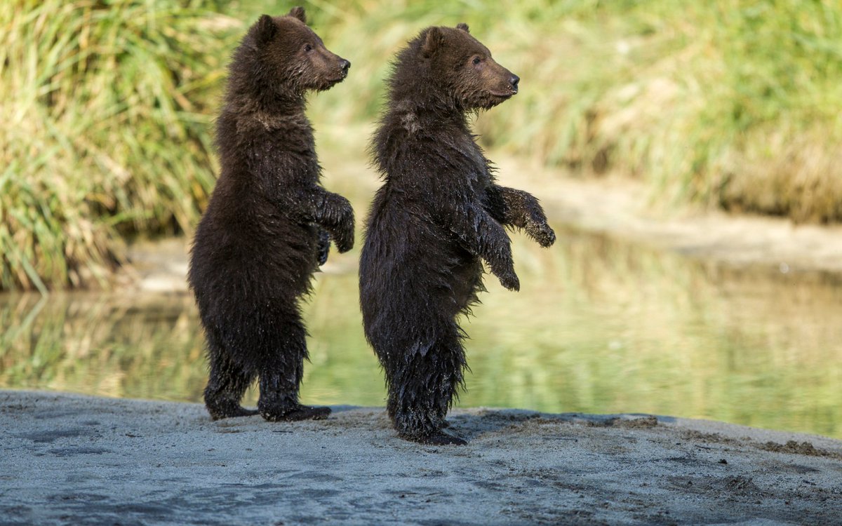 Bears on your desktop is never a bad idea. Just make sure your PC doesn’t go into hibernation 🤣. Get the Bear Landscapes Theme for #Windows10 now: http://msft.social/C73FJP