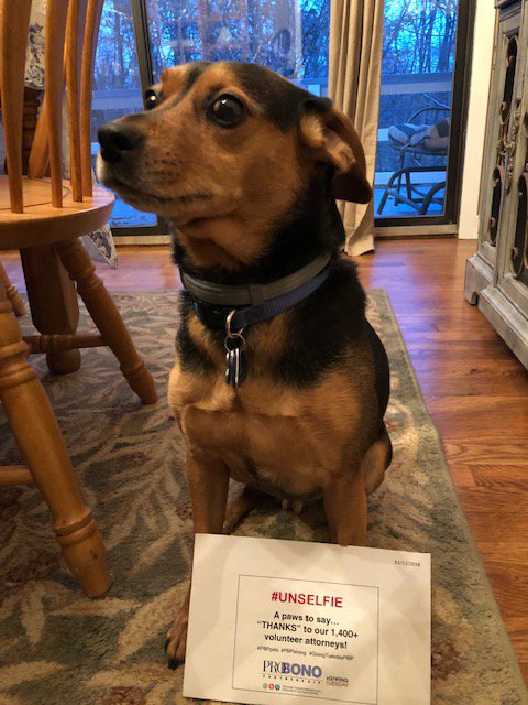 PBPartnership's tweet photo. #MeetCooper thinks it's ruff waiting for #GivingTuesday/PBP...10 days until the big day (11/27), &amp; only 3 days until an exciting #givingtuesday2018 announcement! #UnSelfie #unSELFIEchallenge #PBPpets #PBPstrong #ProBono https://t.co/DlF4DEiDMO