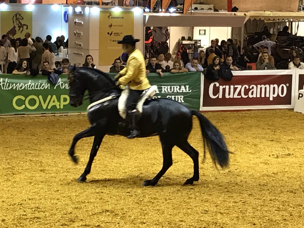 Paferon's tweet photo. Cumpliendo otro año más con la cita #SICAB2018 #caballos #CaballosPRE #CaballoEspañol 🐴🐎 https://t.co/EypVspMCfH