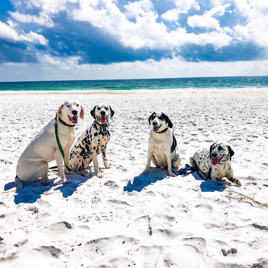 VisitPensacola's tweet photo. Spotted: Four doggos having a pawty 🐾 📷 @spottedadventures #FidoFriday #Experiencepcola #lovefl #clpets # https://t.co/OnBmKZzhcN