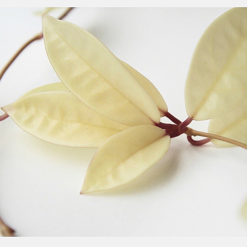LeSolSF's tweet image. Pretty in white! 🌿Hoya plants normally have green and white variegated leaves, but if you’re lucky sometimes an all white vine will start to grow!