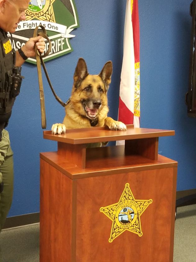 PascoSheriff's tweet image. ATTENTION #LIVEPDNATION!!!

K9 Thor has a special announcement! If we get this post to 1,500 RTs by the end of tonight's #LivePD, we will give five followers K9 t-shirts and trading cards!

Who's game?