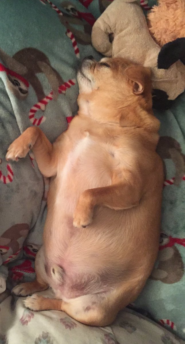 minnimascot's tweet photo. Visions of sugarplums https://t.co/6yZyTfUrjX