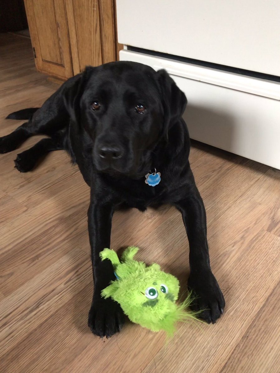 TubsTheLab's tweet photo. 💚 my #YoungGrinch from @barkbox. https://t.co/zTEImbaQtU