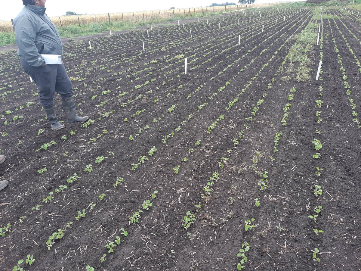 TBCABJ's tweet photo. Fresca mañana recorriendo ensayos de herbicidas y planeando dia de campo + asados varios.  Con @FabriM1982 @agronasajaok y #josetorino https://t.co/jQIXIVt0Mq