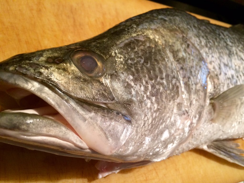 御料理 栄喜知 赤眼 アカメ 幻の魚と言われています 宮崎県では釣り禁止になっています