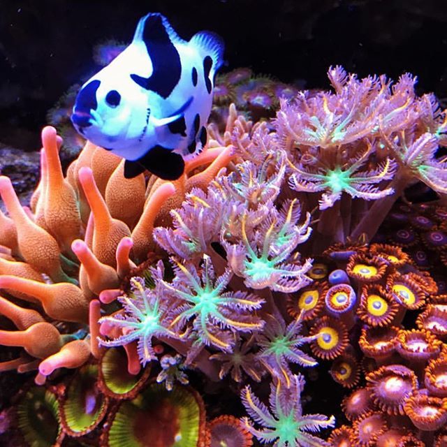 PolypLab's tweet photo. Can’t stop won’t stop #reefpro @aquaman_shalom #polyplab 🖤🖤🖤 https://t.co/o9LEkdRST4 https://t.co/P4hmAJUJIQ