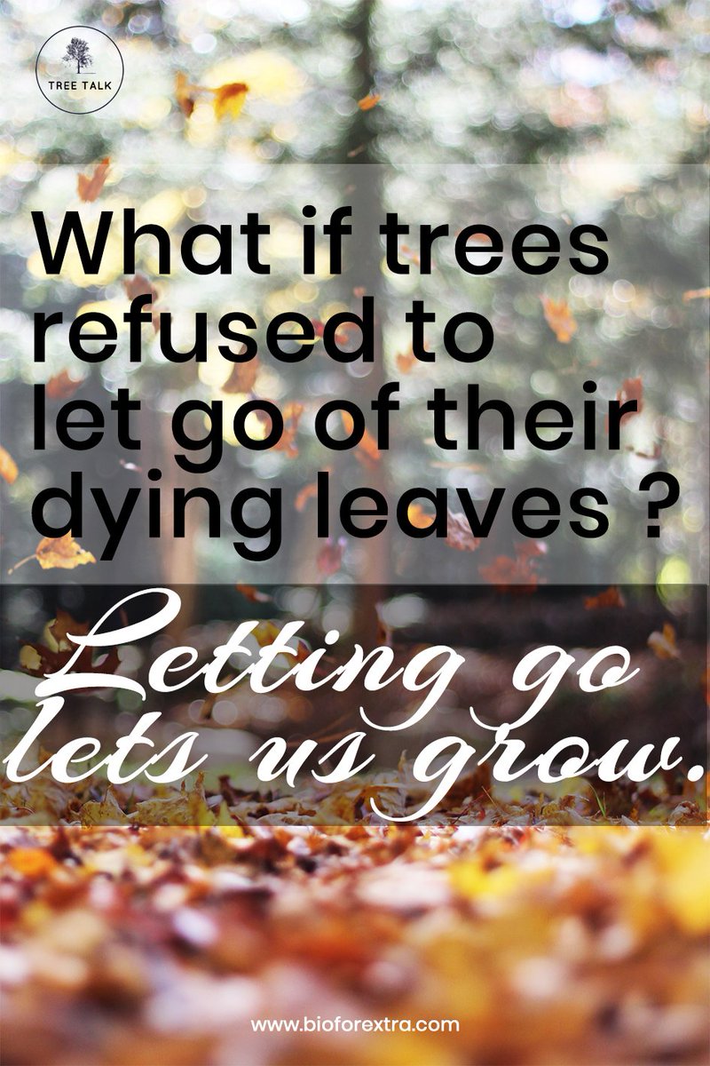 Letting go let us grow 💚 #TreeTalk #TreeLovers