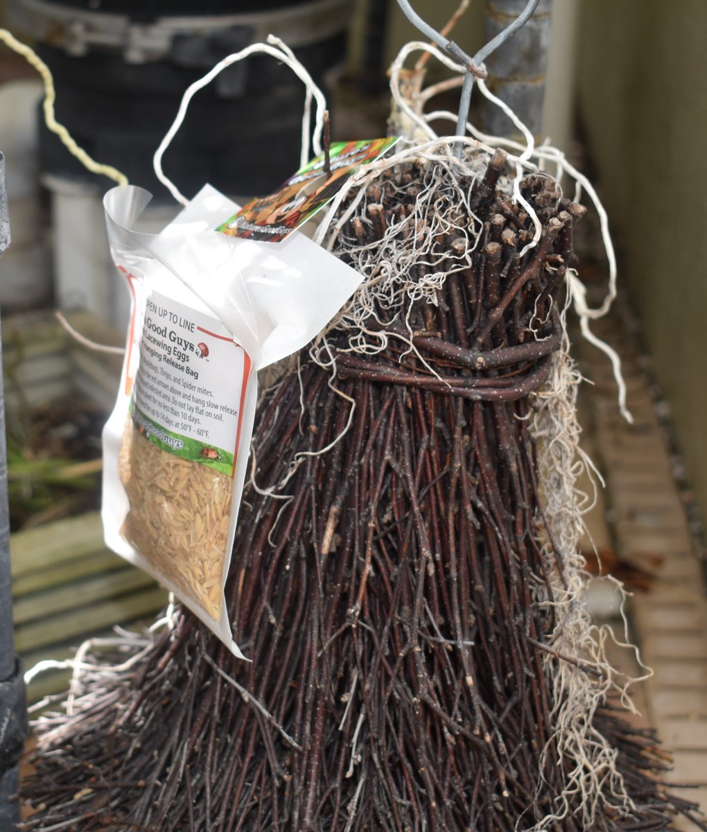 ConnieYurkus's tweet photo. The bug army has arrived. The lacewing bag is hung on top a fairy house while the ladybugs are busily climbing everywhere. I even caught a picture of a ladybug eating a thrip! #DeathToThrips #BugWar #Buggagedon #orchidpests #orchids #thrips #beneficialinsects #ladybug #lacewing https://t.co/q1s30z0SMg