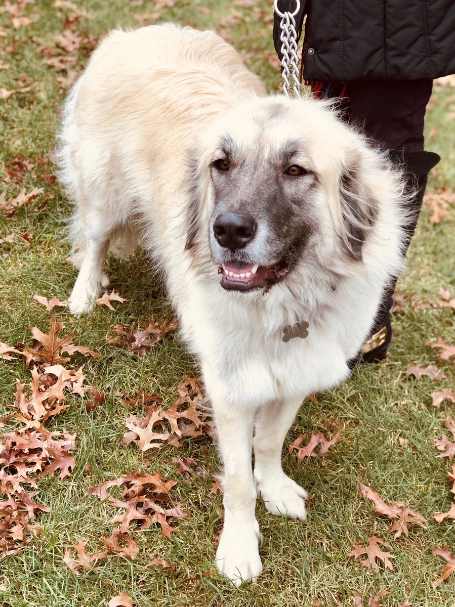 Anatolian Shepherd Mix Great Pyrenees For Sale Pyrenees Dog Great