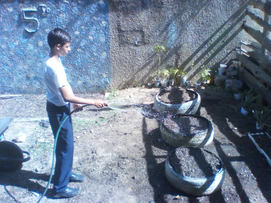 red13sucre's tweet photo. Todo trabajo trae recompensa! Cosechando de nuestro cínico escolar #Circuito5 #educacionproductiva @karsanc @prensazees @salaeje01 @aristobulopsuv @MPPEDUCACION @naylendenis3_9 @perezserrale https://t.co/6GYqKQ9PJV