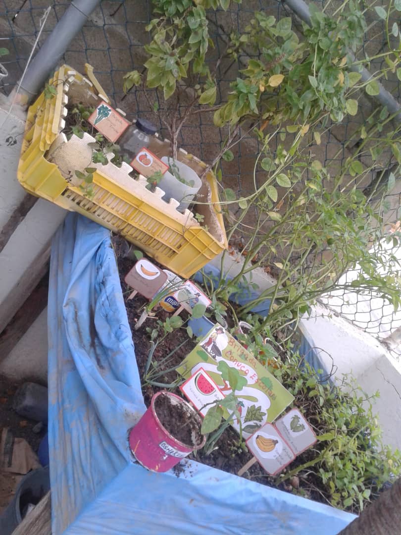 red13sucre's tweet photo. #Red13 en su juramentación de brigadas de horticultores... potenciando  el #PTMS @karsanc @salaeje01 @MPPEDUCACION @naylendenis3_9 @PTMSNACIONAL @ptm @aristobulopsuv @prensazees https://t.co/Pj5BNk1jAY