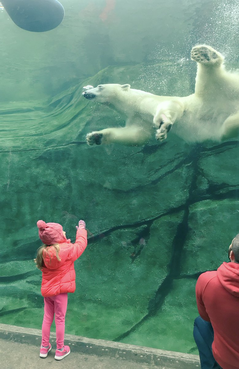 prpAG19's tweet photo. Thank you @ColumbusZoo .. we had a great time visiting the polar bears. #polarbear #Columbus https://t.co/TwXiD4YJsR