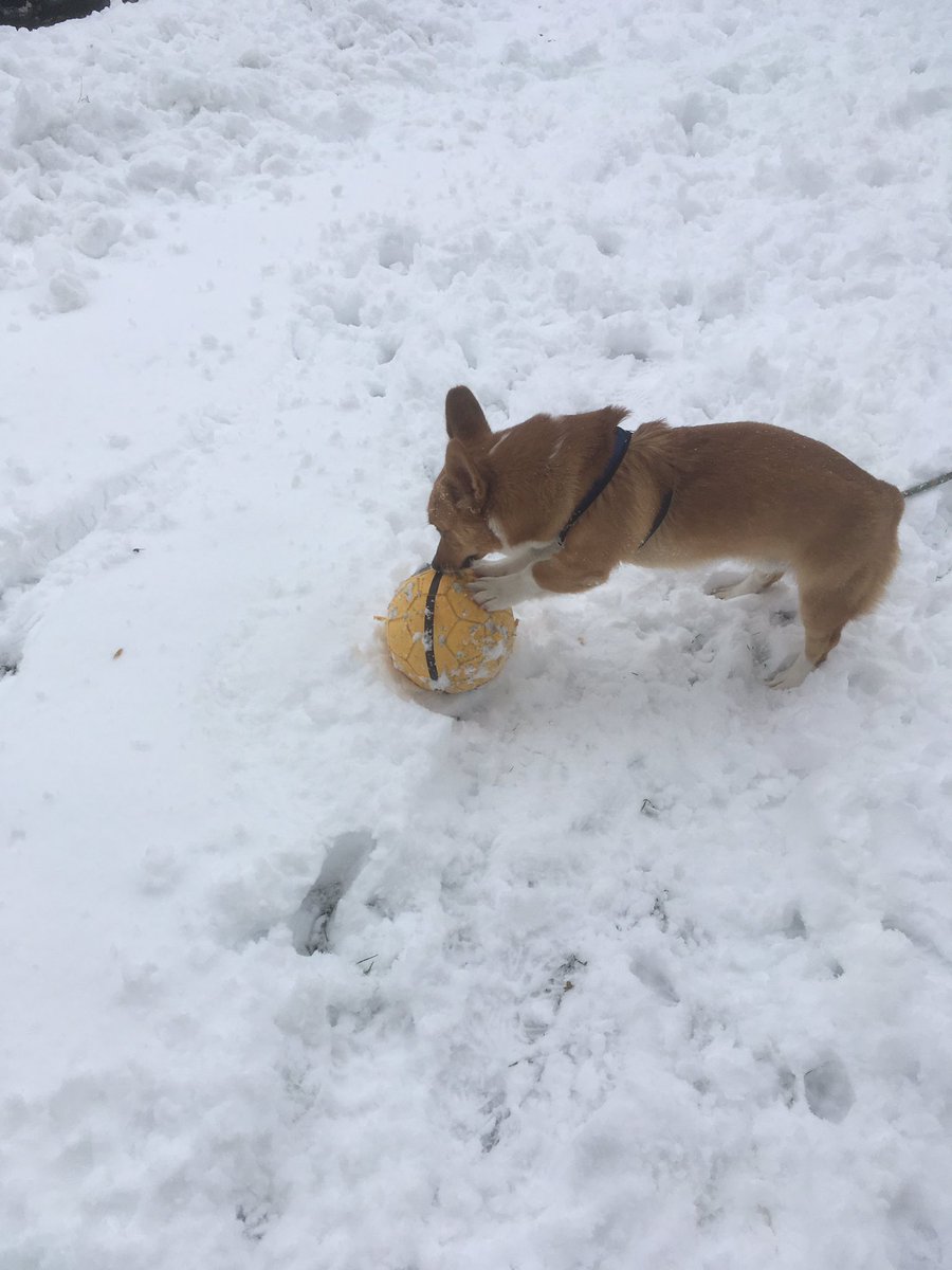 ZeGuesst's tweet photo. Dog https://t.co/l5hQBGZlIi