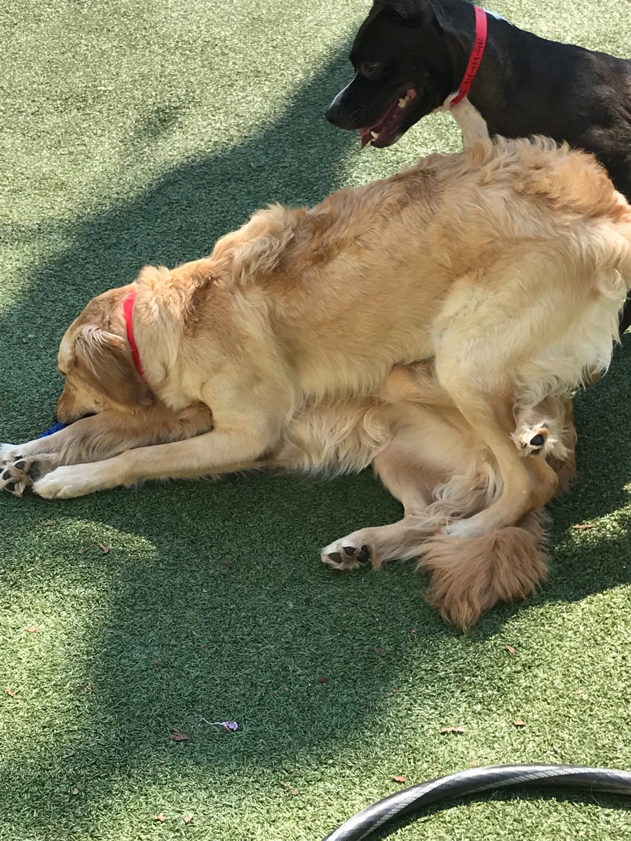 critterlover17's tweet photo. @DarthVenn “Maggie” and “Josie” LOVE playing like this...sometimes while one of them snuggles against my leg! 😜💕#goofygoldens #lifeofakenneltech https://t.co/iM1cxT1zUi