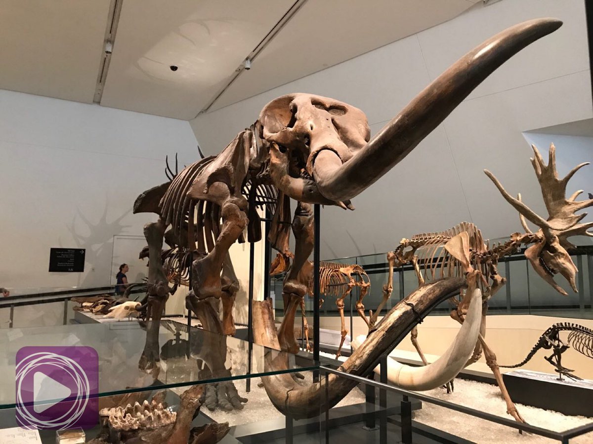 EBCDigitalNest's tweet photo. Dinosaur skeletons abound in the Royal Ontario Museum, the largest museum in Canada. π«β¨ #EBCCanadaBureau
#DowntownTO #Torontotingz #ROM #RoyalOntarioMuseum #BlogTO #EBCDN #NET25 #1with25 #EBCPhotography https://t.co/YfJesWuOne