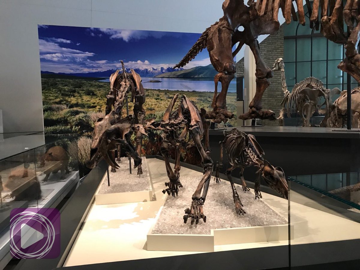 EBCDigitalNest's tweet photo. Dinosaur skeletons abound in the Royal Ontario Museum, the largest museum in Canada. π«β¨ #EBCCanadaBureau
#DowntownTO #Torontotingz #ROM #RoyalOntarioMuseum #BlogTO #EBCDN #NET25 #1with25 #EBCPhotography https://t.co/YfJesWuOne