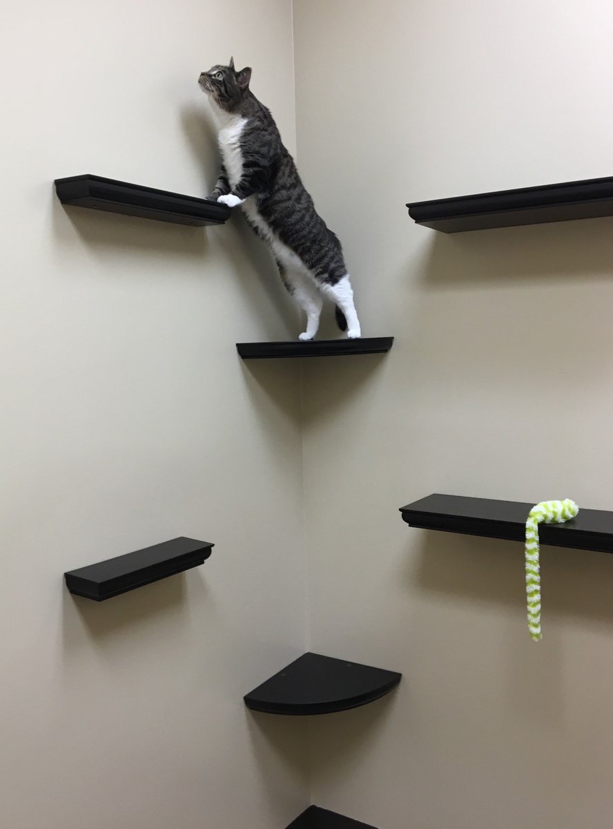 MarleynBoo's tweet photo. Marley aka Mr.Adventure at the vet waiting for his regular checkup but he's too busy exploring.  #bravecats #adventurecats #catsoftwitter https://t.co/Fei77Zz1Or
