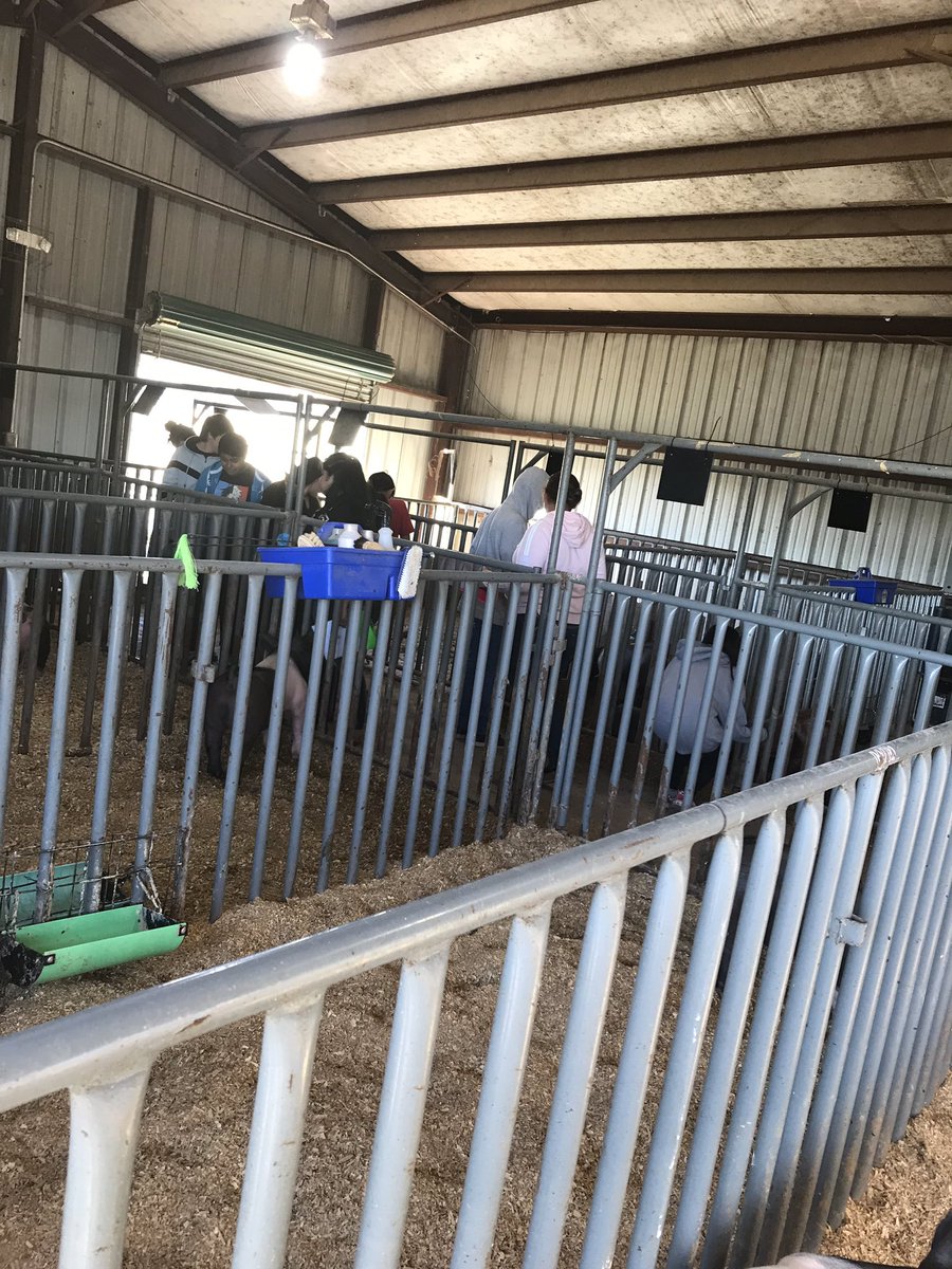 MsTorres333's tweet photo. Principles classes learning about Swine today. thank you @farmcredit for providing grants so we are able to do labs like this and give students real opportunities. #Agricultureislife #FFAGrind #FFAFriday @VikingCte #pork #swinebreeds https://t.co/PLbHcX3GqE