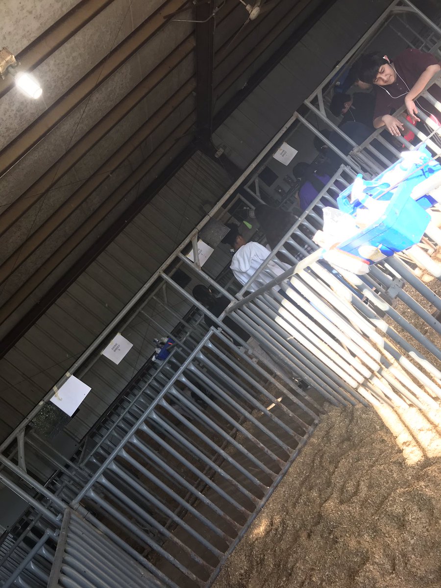 MsTorres333's tweet photo. Principles classes learning about Swine today. thank you @farmcredit for providing grants so we are able to do labs like this and give students real opportunities. #Agricultureislife #FFAGrind #FFAFriday @VikingCte #pork #swinebreeds https://t.co/PLbHcX3GqE