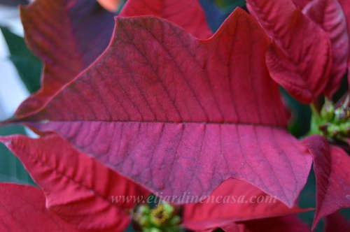 Eljardinencasa's tweet photo. #CoronadelInca 
#Poinsetia 
#EstrellaFederal 
Cómo hacer que la #Poinsettia se ponga roja
https://t.co/DFCKbmcw5O https://t.co/eh0nk4Tw27