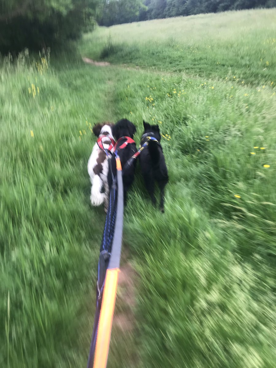 VannJan1's tweet photo. @dogfituk My guys doing what they enjoy #canicross #running #dogsarefamily #relaxandhavefun https://t.co/o9gOQD9vqi