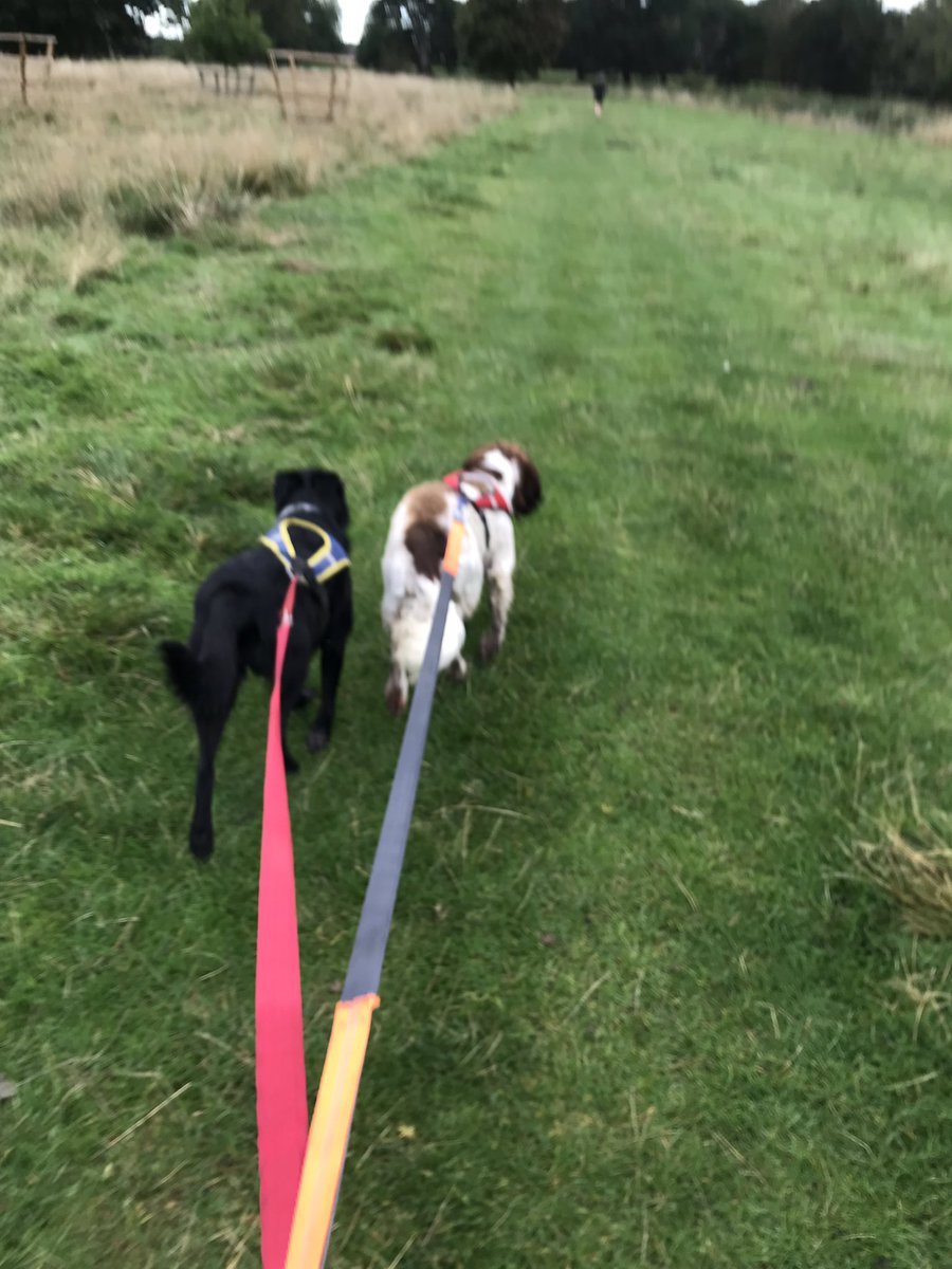 VannJan1's tweet photo. @dogfituk My guys doing what they enjoy #canicross #running #dogsarefamily #relaxandhavefun https://t.co/o9gOQD9vqi