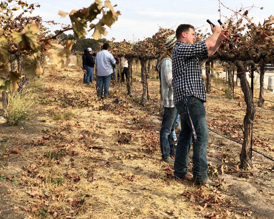MitchellaWine's tweet photo. Cuesta College students were out this week in our vineyard practicing spur and cane pruning methods for class!  Best way to learn is by getting your hands dirty and trying it. 
#cuestacollege #vineyardpruning #mitchellavineyard #pasorobles #northcountycampus #education https://t.co/jUeHAq4Q5J