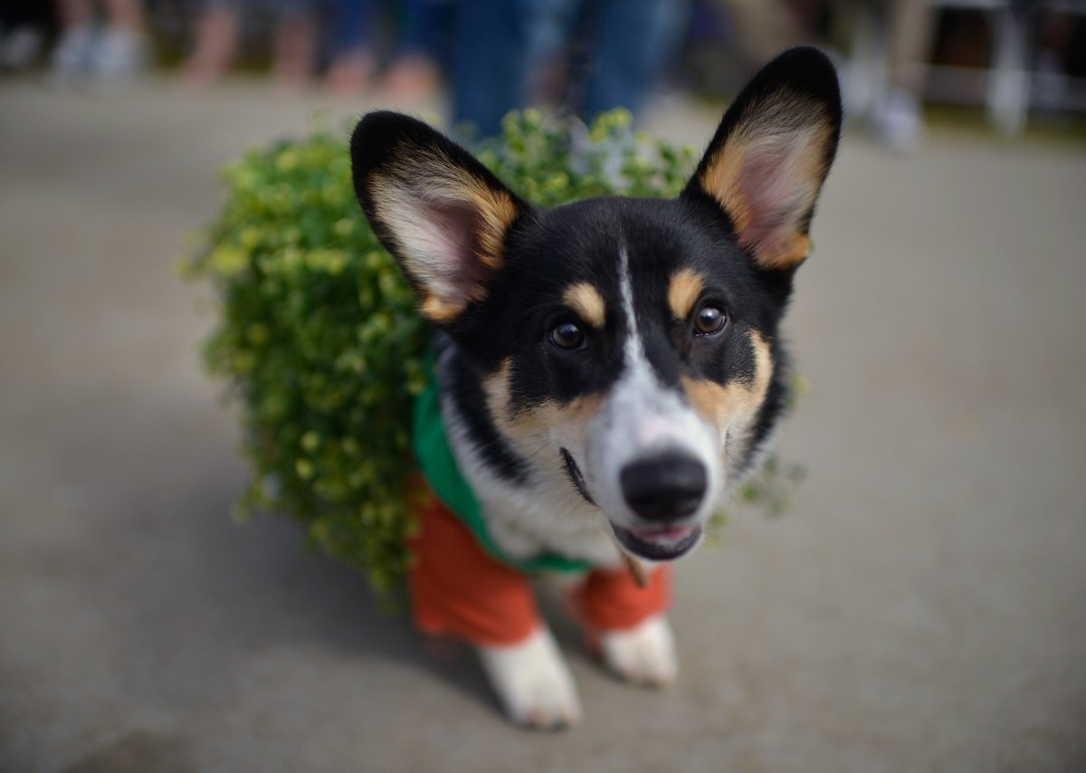 The FDA hopes their planned study will lead to fewer dogs being used and killed for animal research gizmo.do/hUAgacN