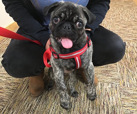 OBeeCU's tweet photo. #FunFriday One of our staff brought their cute puppy in so we thought we'd share. His name is Argos. Isn't he adorable?😍 https://t.co/PAfCV1ePn2