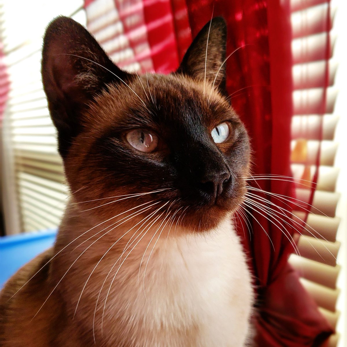 TheZiba's tweet photo. A magnificent snoot for the boopin'!
#adoptdontshop #pdx #pdxcats #catsofportland #catsofpdx #ohspets #meezer #siamese #teamziba4life #rescuedismyfavoritebreed #cats #kittens #CatsofTwitter
#artharder #siyamkedisi #kedi #gato #flawless #charisma18 #blueeyes #sunbeam #boop #snoot https://t.co/01UjdouSIR