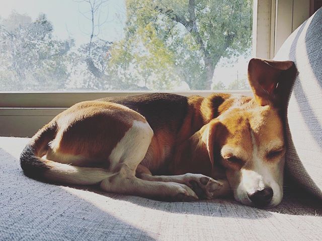 Mom says that I’m ear-resistable. 🙄 ift.tt/2K8ojIE