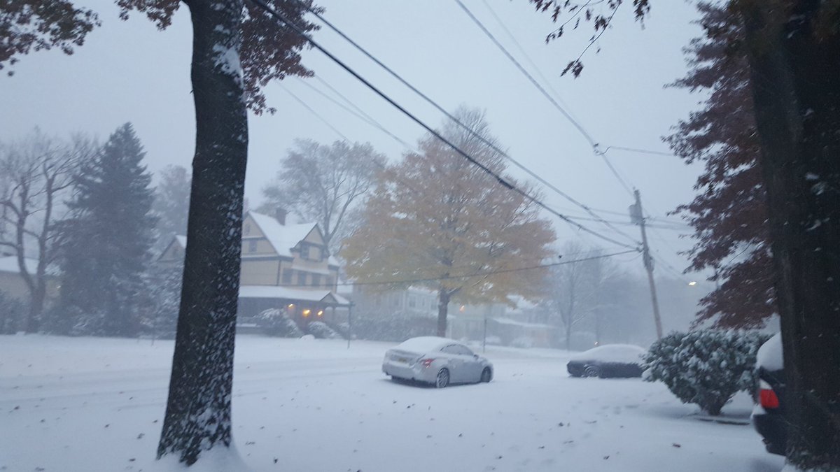 TreesofNJ tweet picture