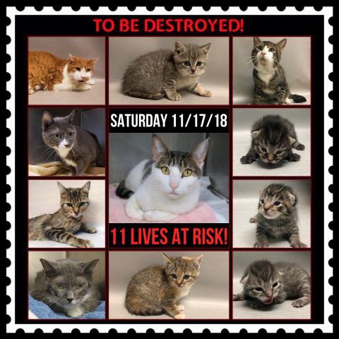NYC's DEATH ROW CATS tweet media