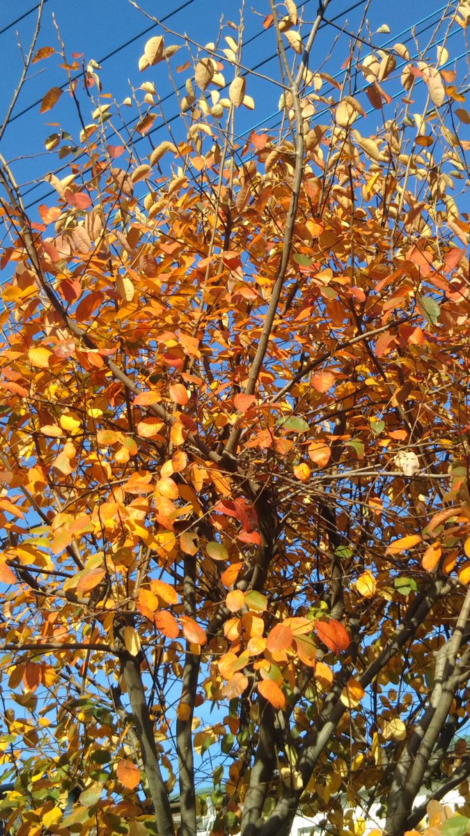 Polshakov Denka 今年も咲いた ジューンベリー紅葉 これから吉祥寺へ