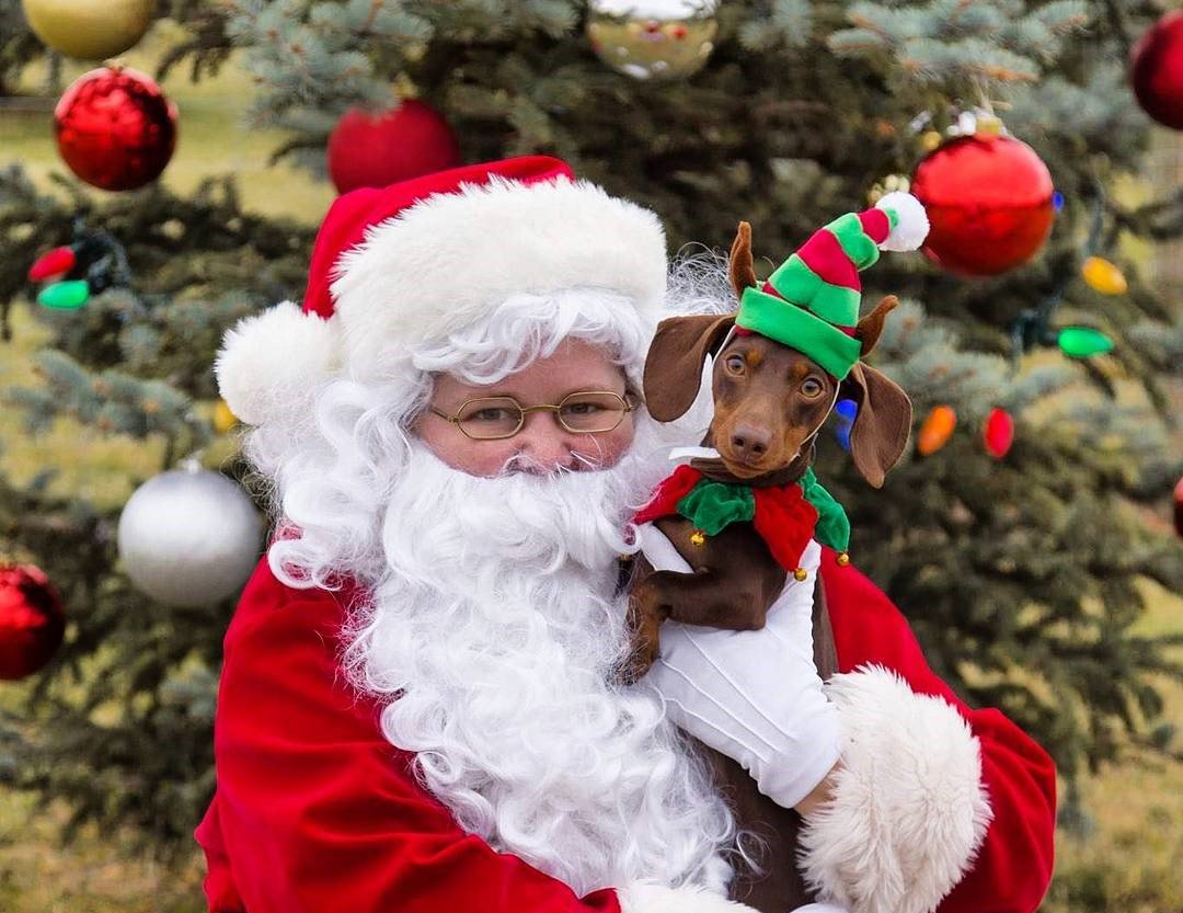 Tourism_Kelowna's tweet photo. Looking to take Santa photos with your pet? There are several upcoming dates to meet Santa Paws and get into the festive spirit with your favourite, furry friend:
https://t.co/jmoArKQ7QO #exploreKelowna Instagram 📸: barknflykelowna @barknflyonline https://t.co/3InFN785f1