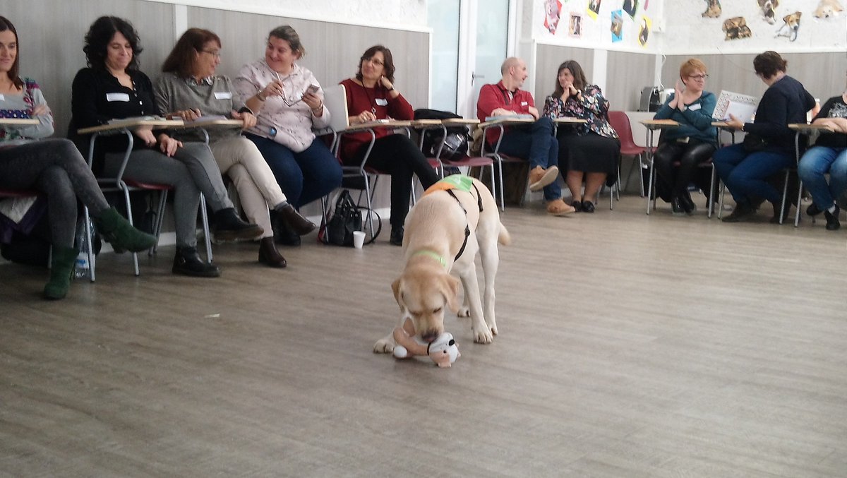 Begonya's tweet photo. Moltes gràcies, @DominiquesBCN ! a les xarxesperalcanvi #XxCanvi2 i #XxCanvi3 ens ha agradat conèixer al Drac, el llaurador de l'Unitat d'intervenció canina. Reflexions entorn a #laveudelalumne #pupilcenteredapproach #SpiralofInquiry #Espiraldindagació #7Principis #DUA #UDL #SEL https://t.co/o1QMzMClOc