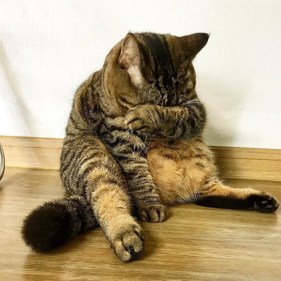 CatsAddicted's tweet photo. They call me fat...😐

Instagram: bo_mang_co

#Cats #Cat #CatsOfTwitter #Kittens #CatsandKittens #Pets #CuteCats #CatLovers #Caturday #CatLove #ILoveCats #KittyCat #Kitty #KittyLove #CatOfTheDay #HouseCat #BlackCats #Cuteness #Cute #Fun #Funny #FunnyCats https://t.co/DHrIO4M8j9
