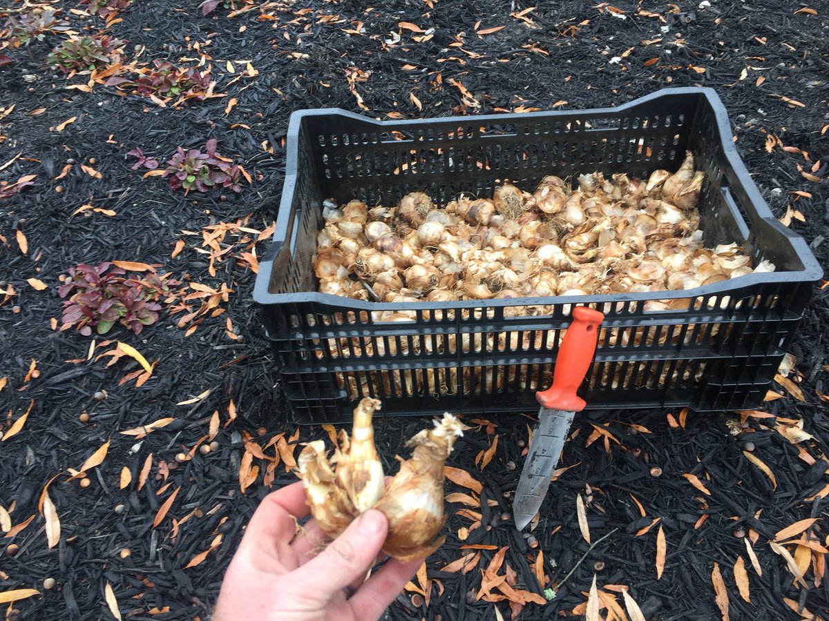 HadenHort's tweet photo. The #AMLeonard #SoilKnife is perfect for #planting small #FlowerBulbs one at a time with the #StabPullDrop method #Gardening https://t.co/HppJxhsgC7