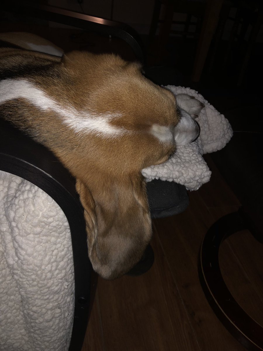 NeilSagewood's tweet photo. @UKRunFree @beaglefacts . Always leave an ear well alert for late night fridge snacks #typicalbeagle https://t.co/sqPnCjUJGy