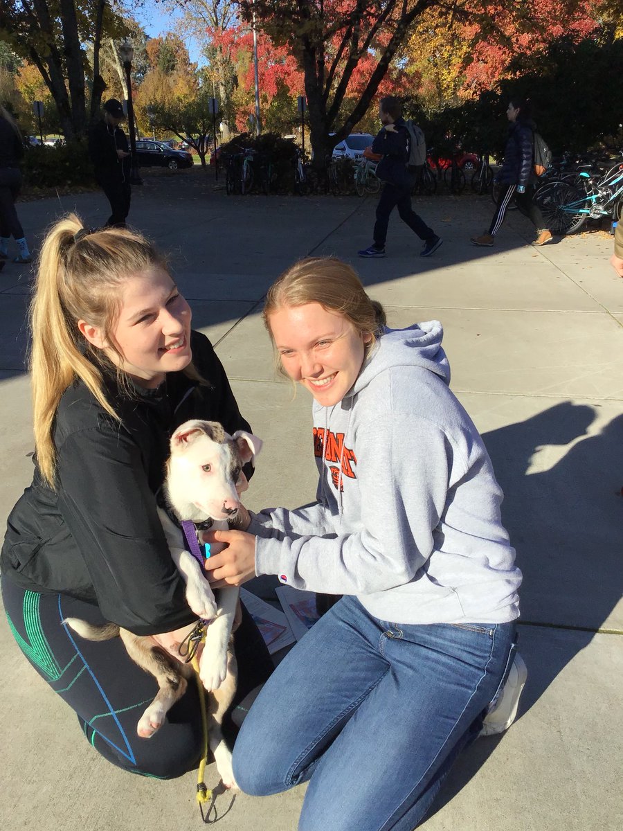 yugocorvodomain's tweet photo. Bleu is on campus today giving some love to our amazing VIPs! Find our team and score some puppy love! #dreamdomain https://t.co/HXjX87SZgB