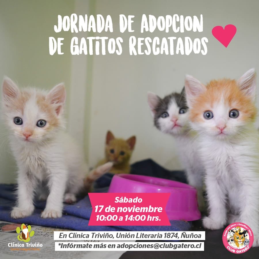 clubgaterogrupo's tweet image. Mañana amigos!! ven a conocer a esa pequeña máquina de amor que hará tu vida mejor ❤ 
Te esperamos!! :)
Más info en clubgatero.cl