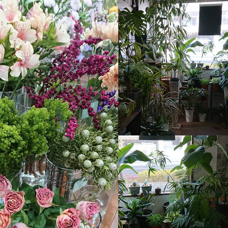 花 いんふるぶるーむ على تويتر 観葉植物コーナーをお掃除して模様替え 少しほっといててごめんなさい 綺麗に並べて声をかけるとやっぱり輝くのね 観葉植物 グリーン インテリアグリーン インフルブルーム Infullbloom 柏たなか 花屋 柏花屋 柏の葉 花 いんふるぶるーむ على تويتر 観葉植物コーナーをお掃除して模様替え 少しほっといててごめんなさい 綺麗に並べて声をかけるとやっぱり輝くのね 観葉植物 グリーン インテリアグリーン インフルブルーム Infullbloom 柏たなか 花屋 柏花屋 柏の葉