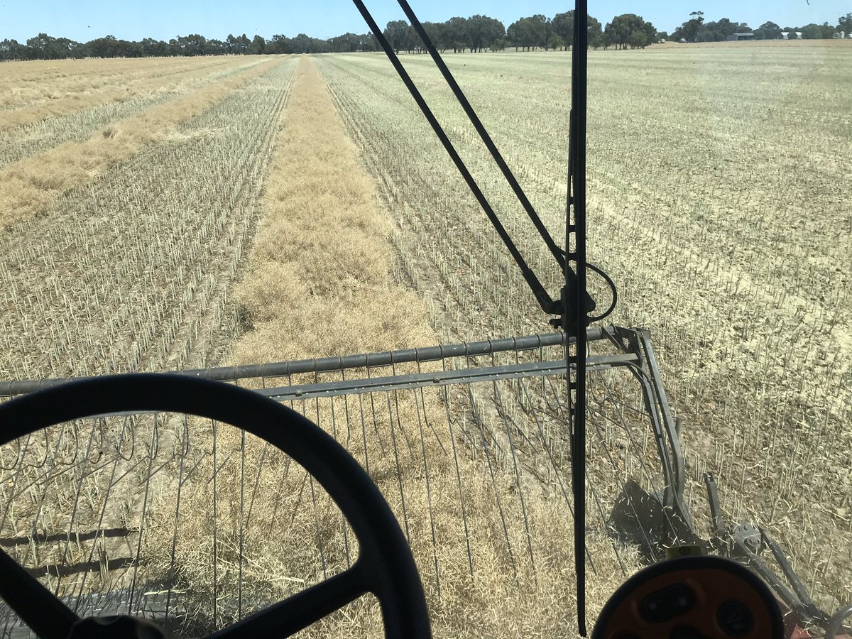 LukeMilgate's tweet photo. Letโs make this twitter official #Harvest18 is go ! #canola #massiveyield #pubyield @prue_addlem https://t.co/bVx8yhwU90